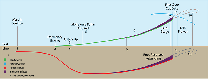 Agricultural biostimulant, alphajoule, in action: Winter, Spring Green-Up, and First Crop