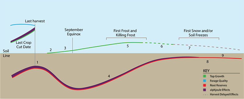 Details the relationship between root reserves, top growth, and harvest timing.