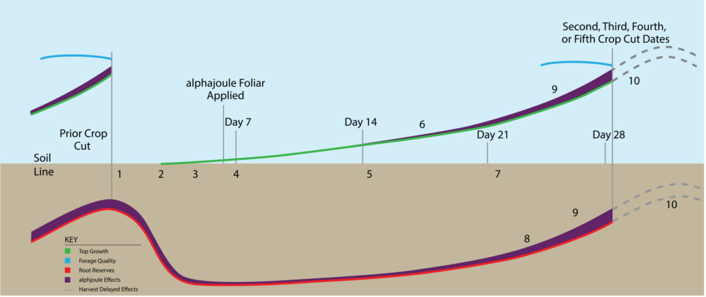 Details the relationship between root reserves, top growth, and harvest timing.